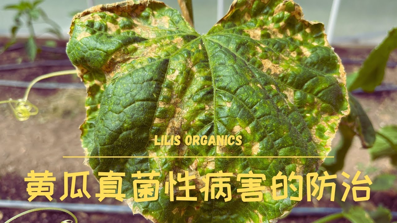 黄瓜真菌性病害的防治 | 霜霉病，黑斑病，白粉病，早疫病 | Downy Mildew/Black Spot/Powdery Mildew/Early Blight