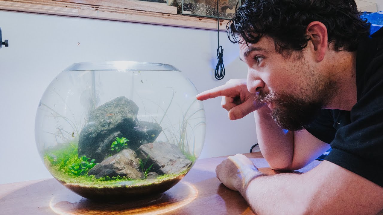 Low Maintenance Nano Fish Bowl Aquarium - No Filter, No CO2, No Problem
