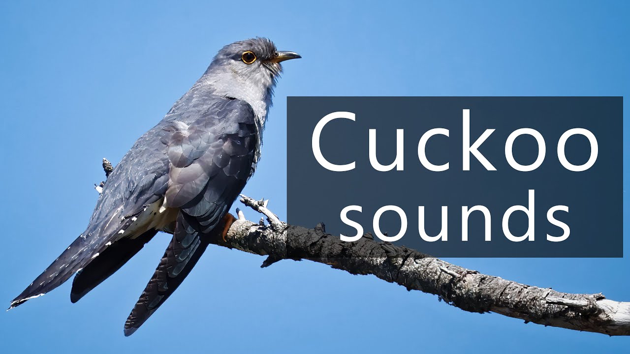 The sounds of the Oriental cuckoo