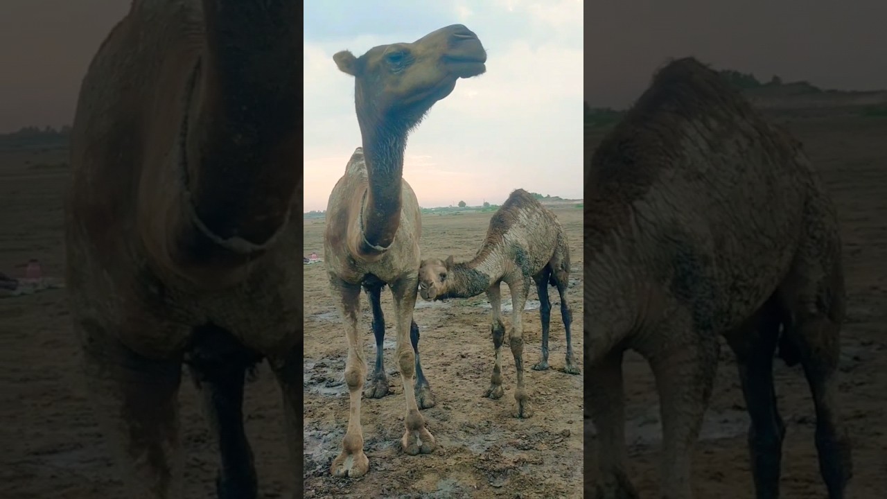 Mother camel and the calf