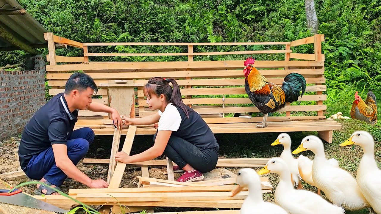 Building a Wooden Chicken & Duck Coop | Harvesting Wild Fruits & Giant Rock Crabs for Market