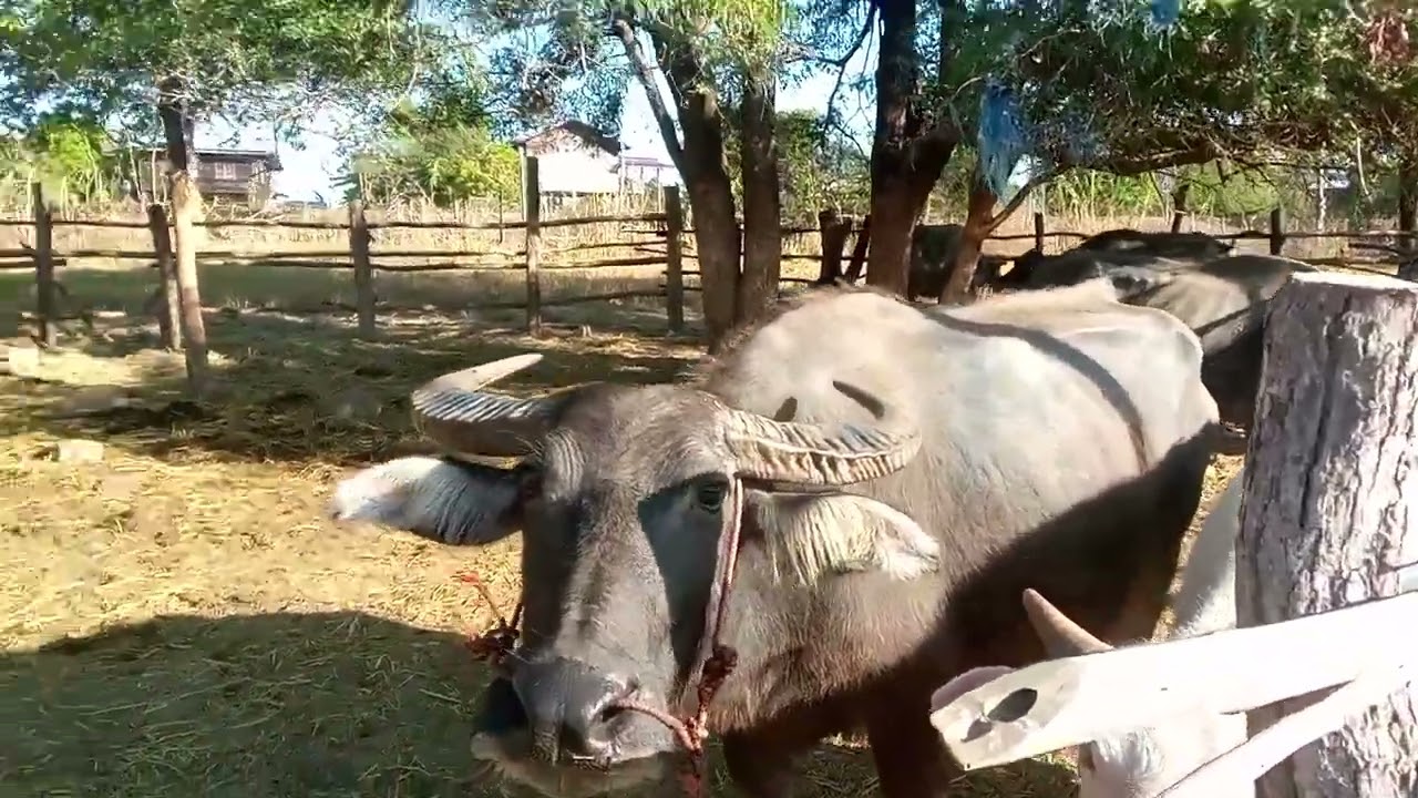 พามาเบี่งฟามควายที่ท่งนายามแล้ง