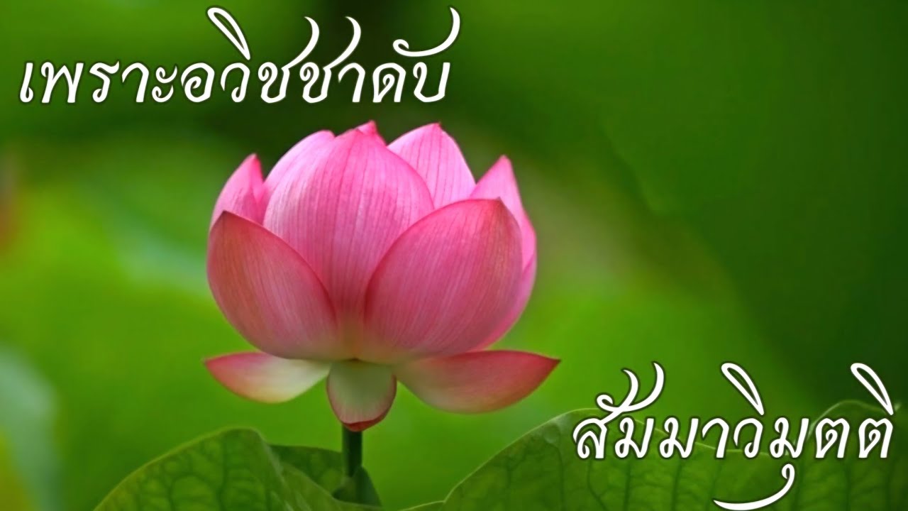 [2759]โง่มานานหลายภพชาติ !! พึ่งมาฉลาดในภพนี้ เพราะมาเจอองค์สัทธาธิมุต..