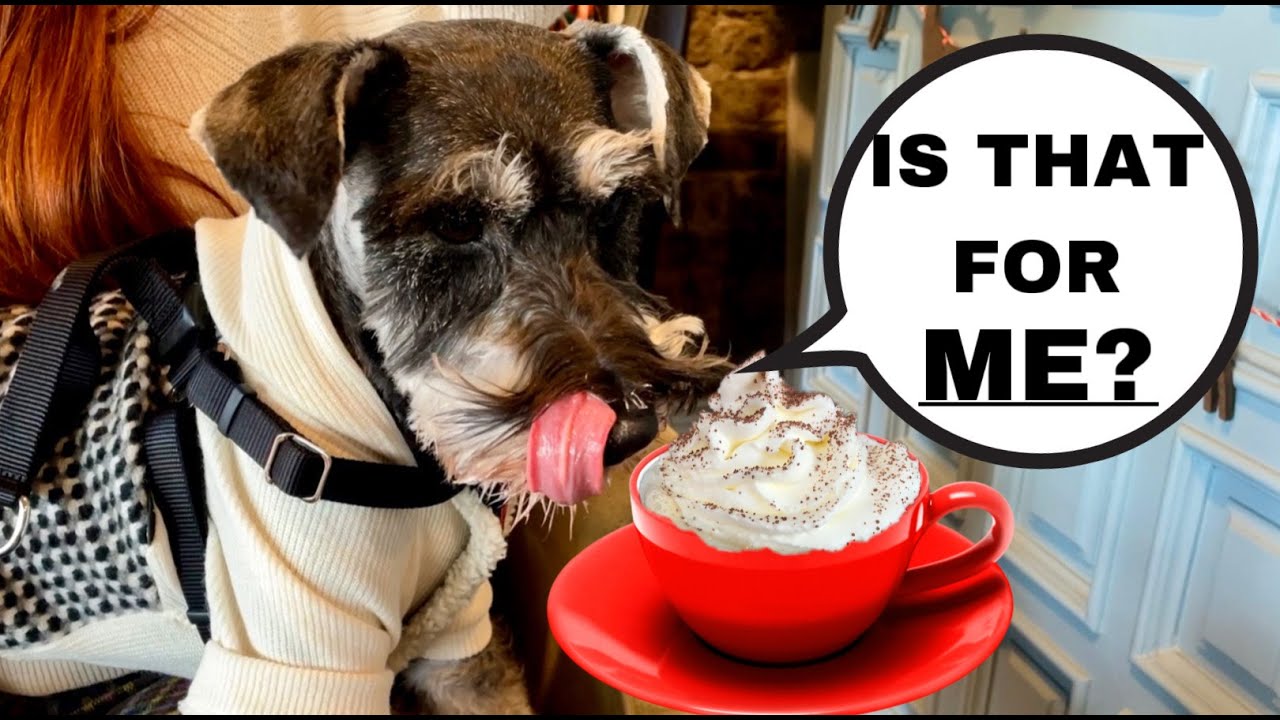 Мини-шнауцер ОБОЖАЕТ кофе☕️! Dog Café лечит Зиму от его хандры