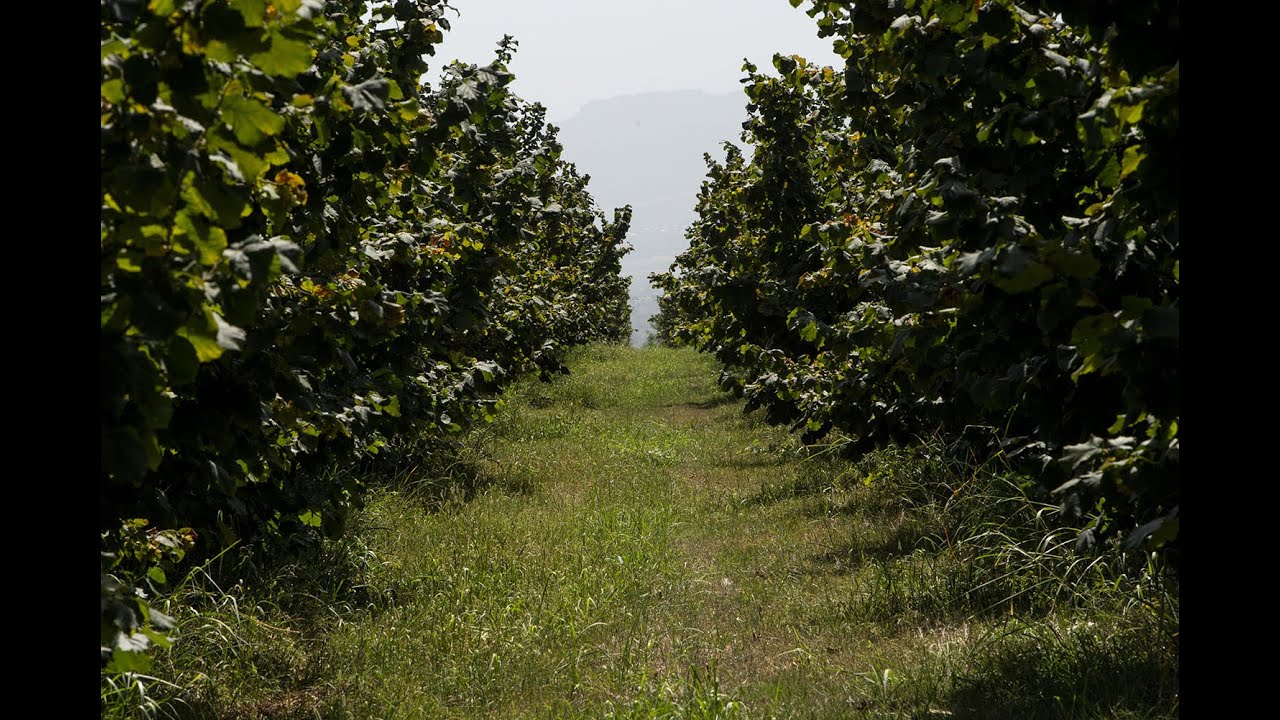 WonderNut: Hazelnuts in Georgia