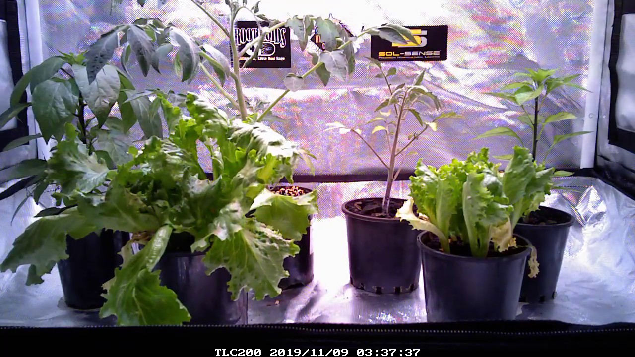 Dr Greenthumbs - Root Roids vs No Root Roids