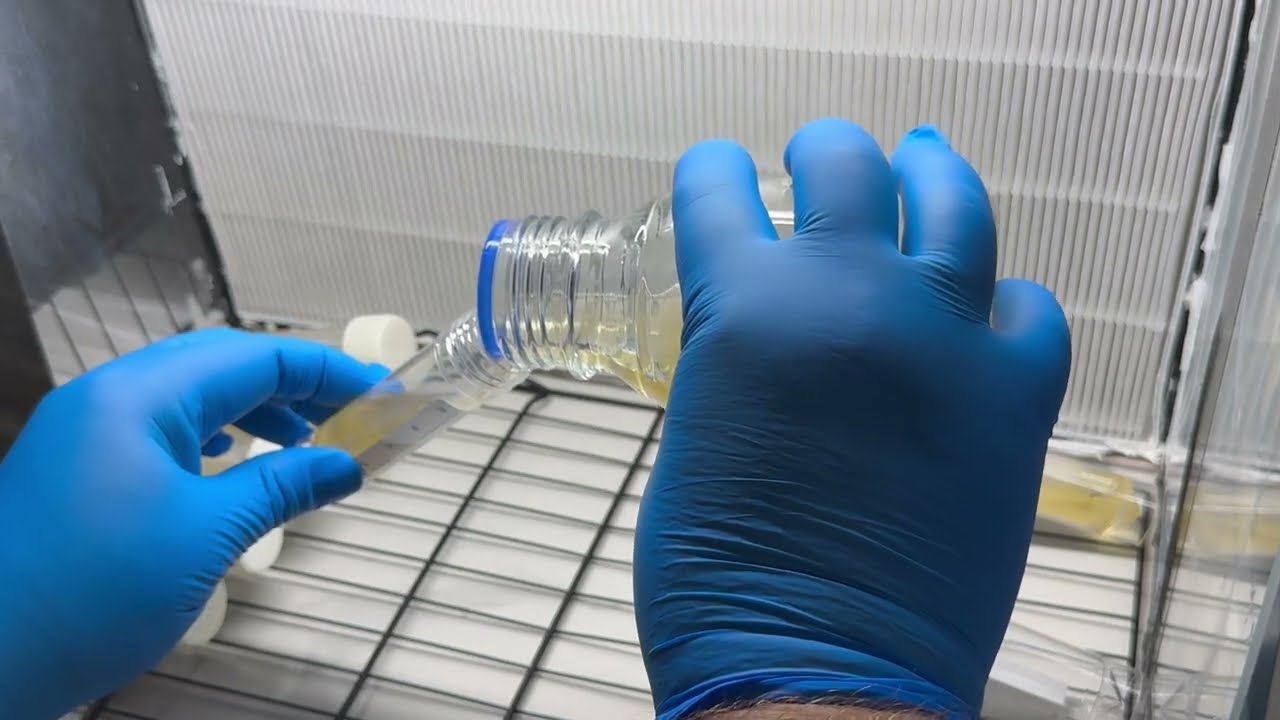 How to make agar slants to preserve mushroom genetics