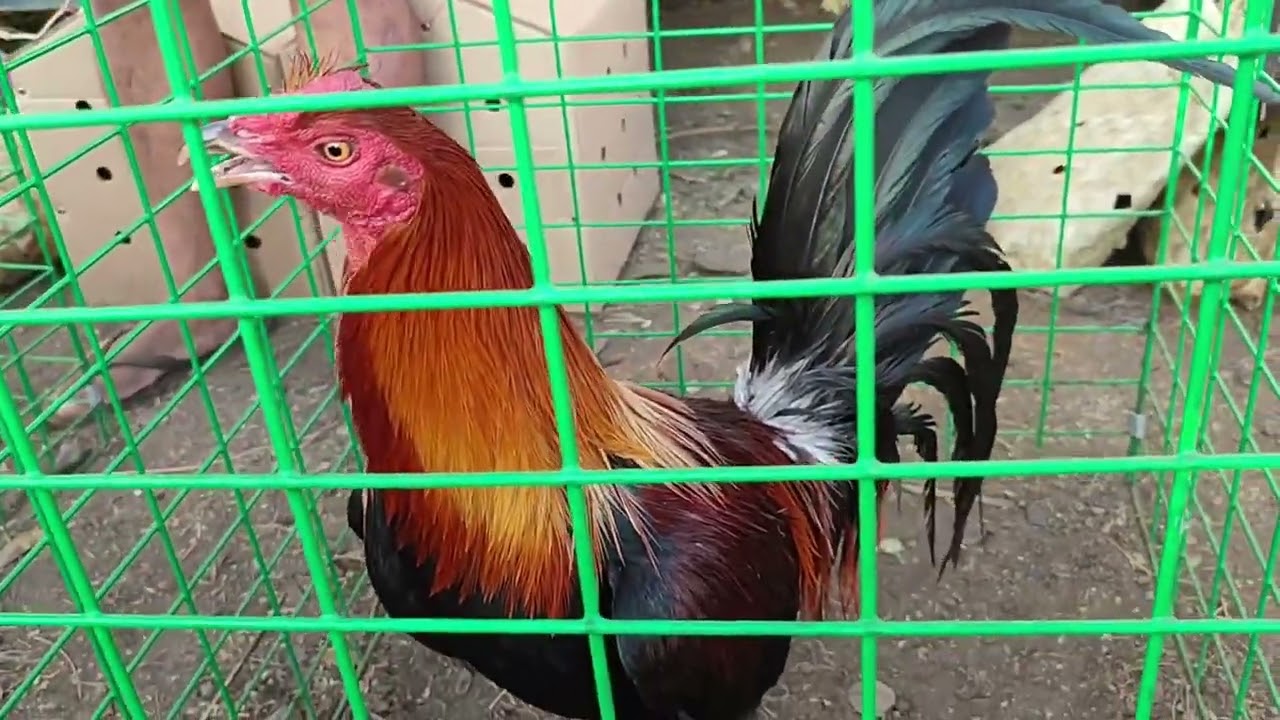 gaganda ng dalang manok ni boss gaga quality.