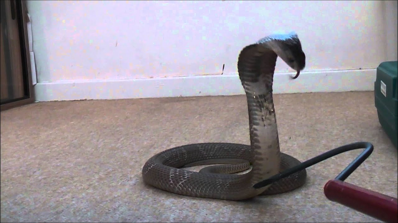Monocled Cobra