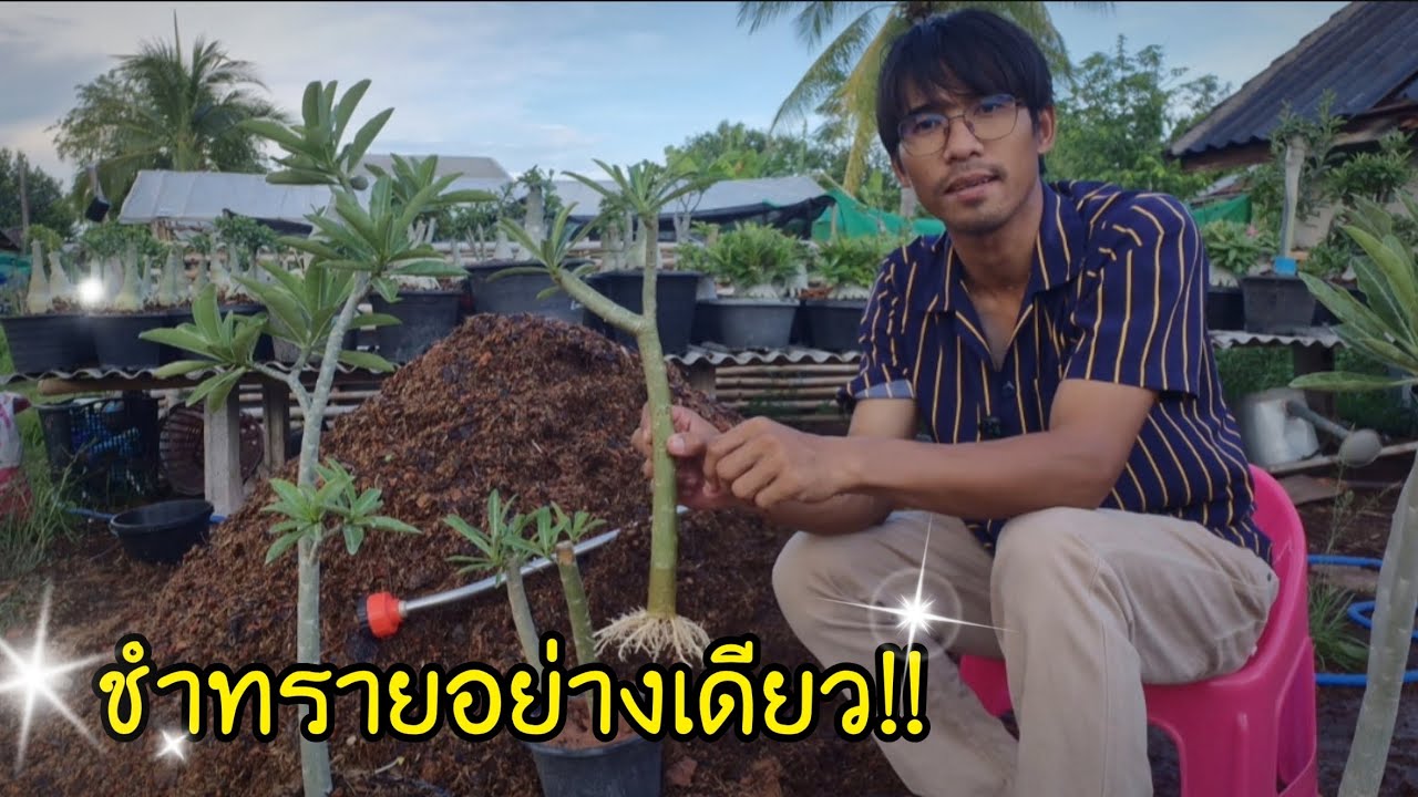 ชำทรายอย่างเดียวได้ผลจริงไหม??