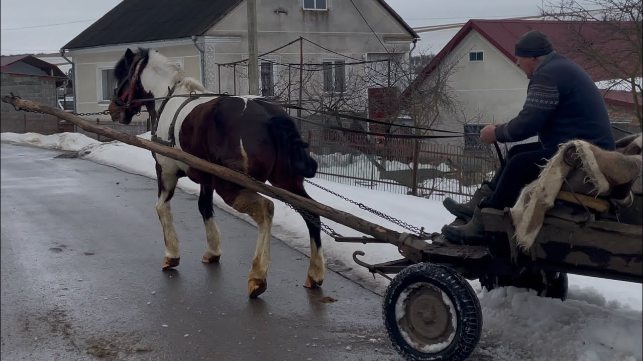 Кінь Мартін на продажу✌️Рябий красунчик👍