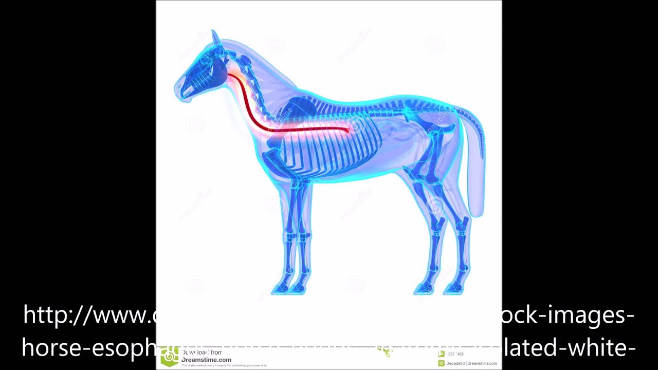 MEDICINA VETERINARIA - Clinica de Equinos - Esofago