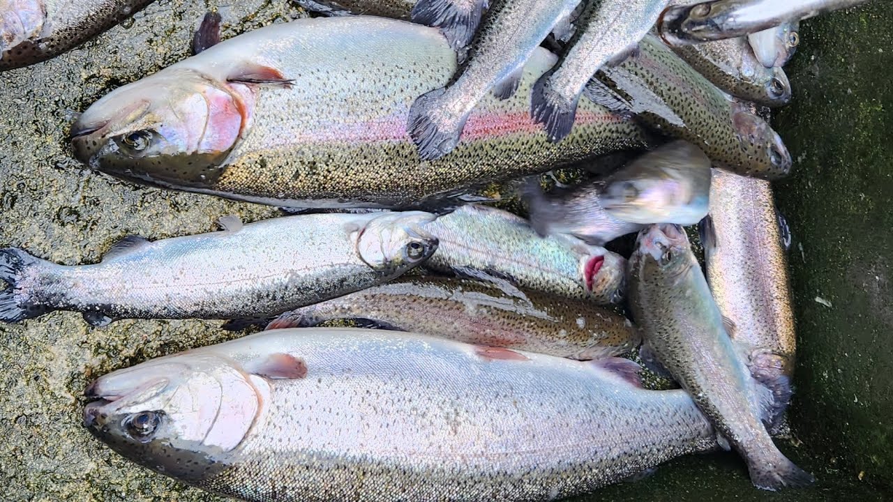 千早赤阪村管理マス釣りで1キロマスを討伐