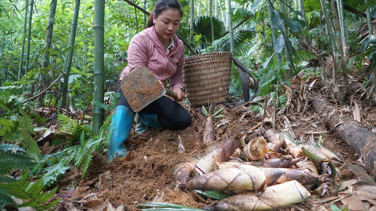 Harvesting bamboo shoots to sell - How to find and dig bamboo shoots underground - Green forest life