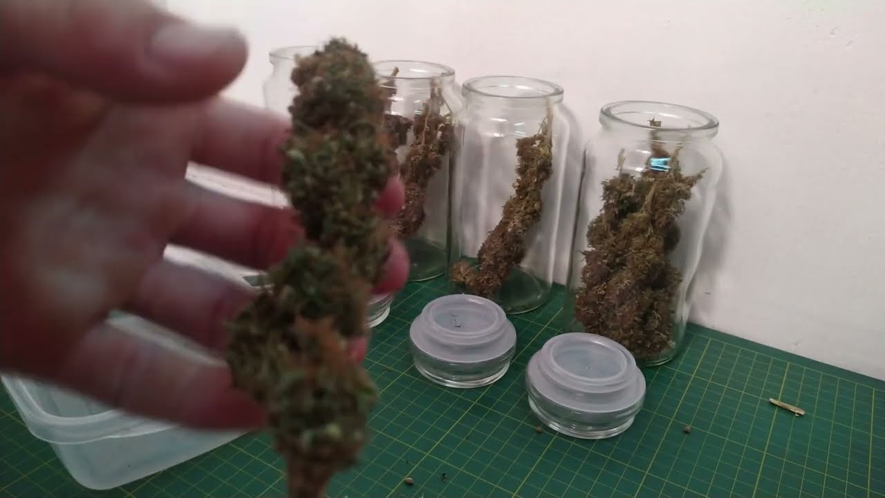 Processo de cura cannabis