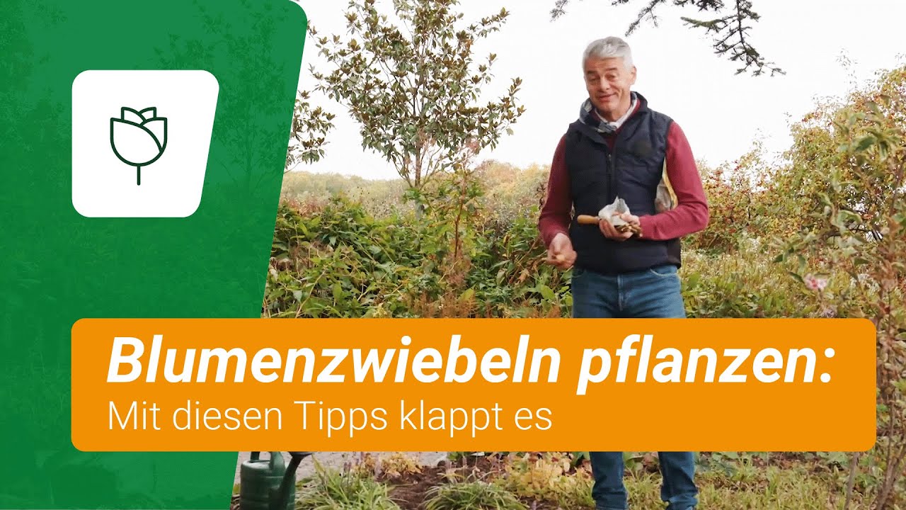 Blumenzwiebeln pflanzen: Nützliche Tipps