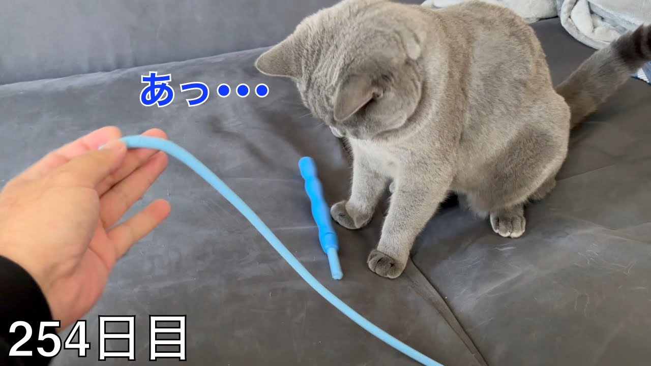 【スコ猫トト君】ネズミの尻尾がお亡くなりになりました•••