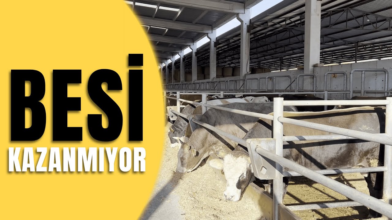 BESİ KAZANMIYOR