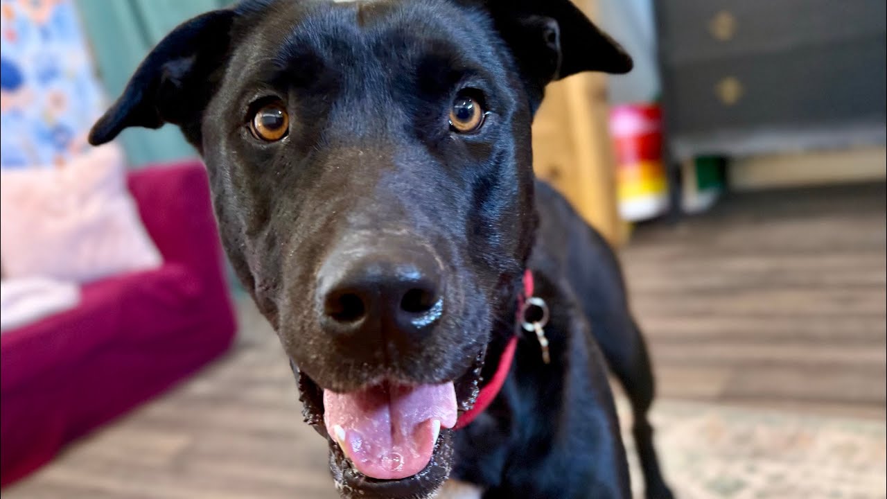 Millie May so Sweet she Melts Hearts
