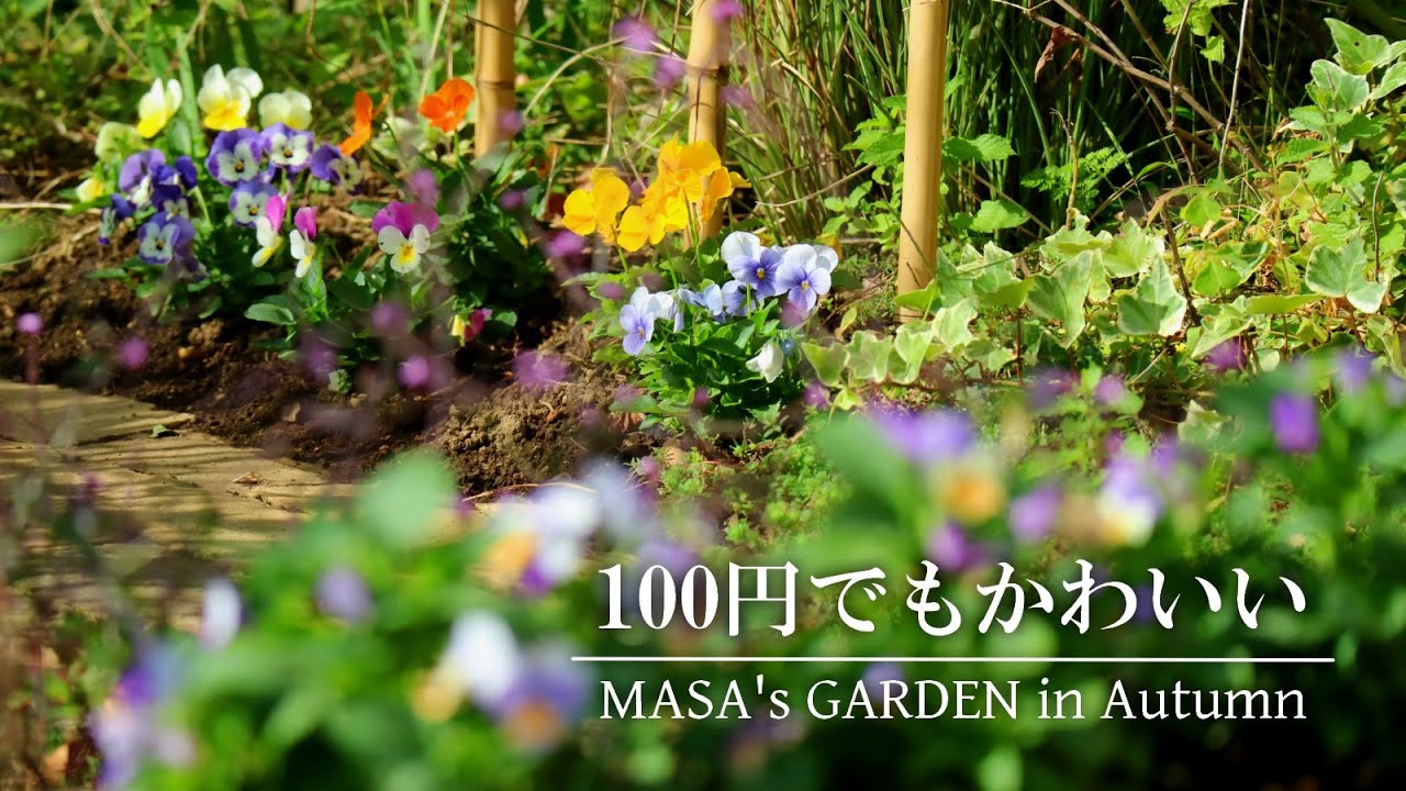 【庭Vlog】100円ビオラにはまって最近めっちゃ買ってて植えてる