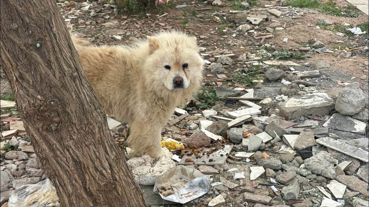 A small puppy survives being thrown in the trash to begin a journey of healing and love