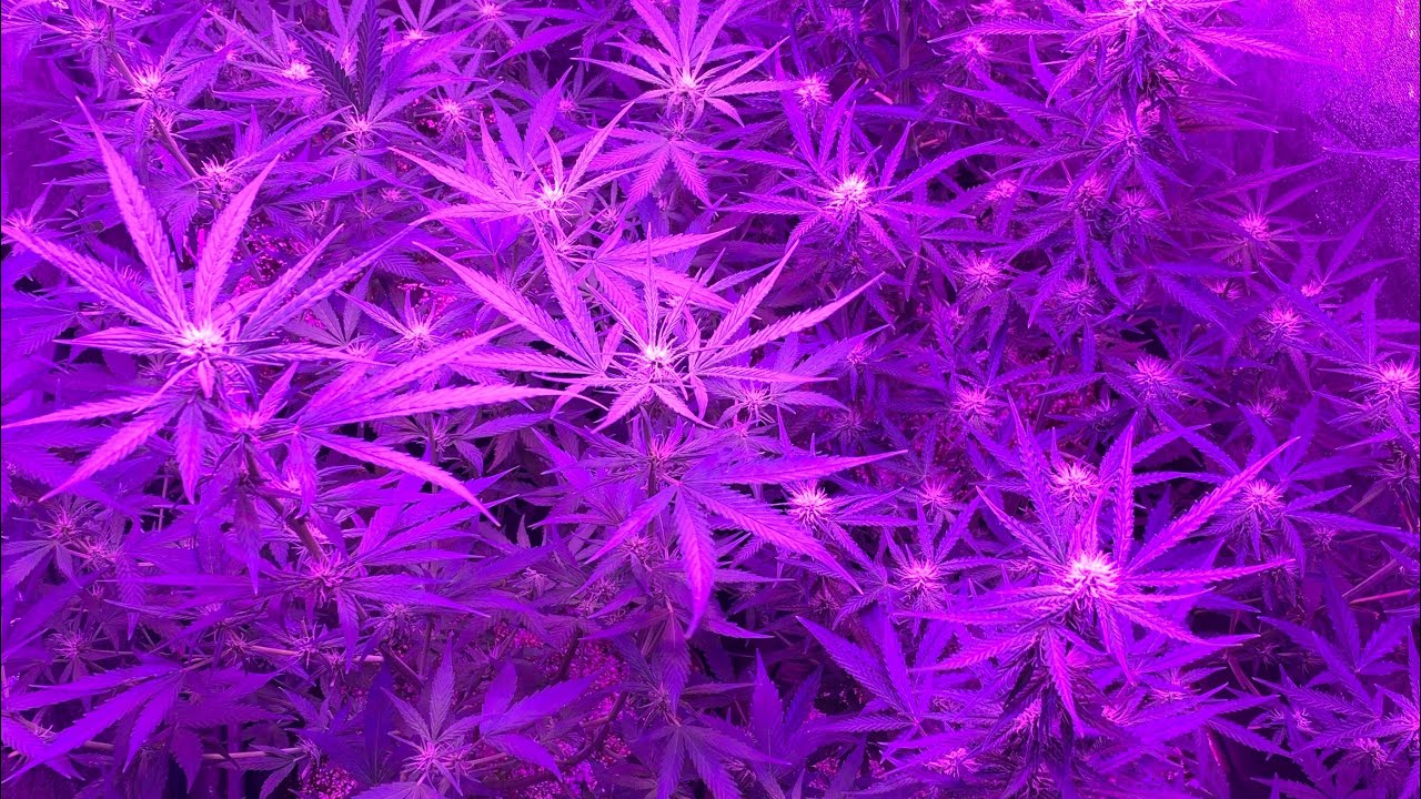 King led 1200w 1500w ~ indoor tent garden