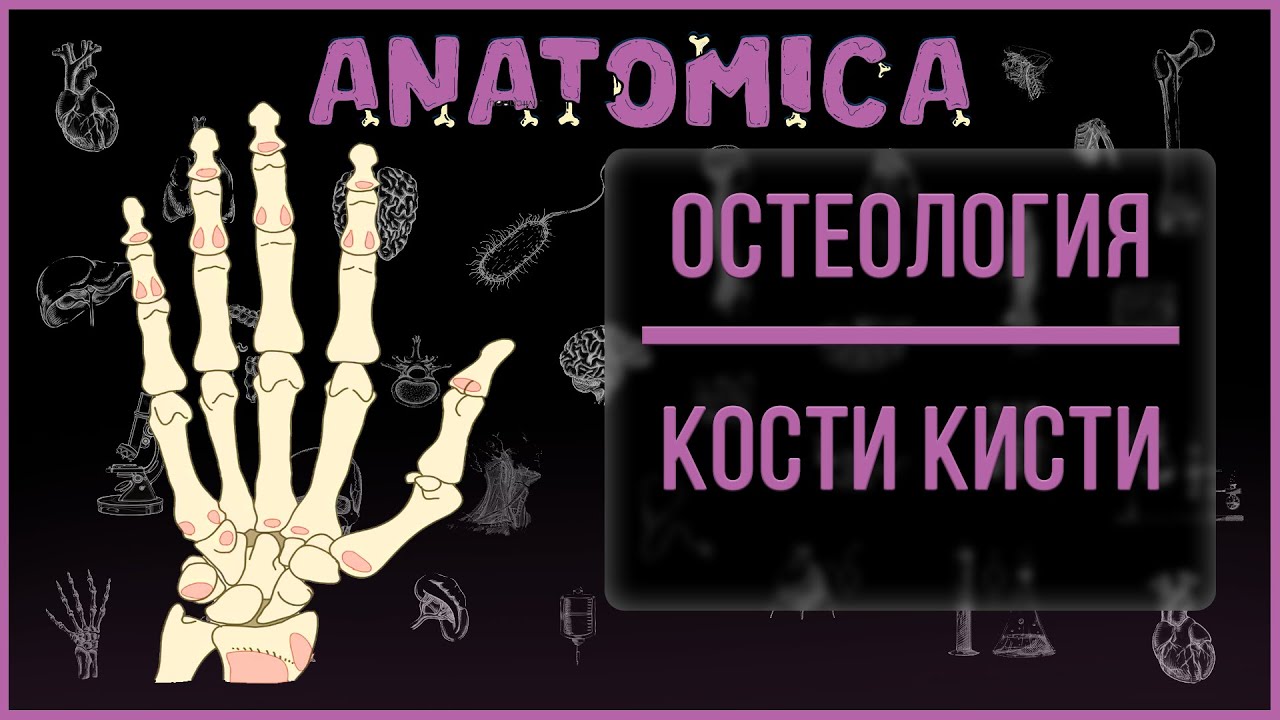 Кости кисти (manus) анатомия / Кости запястья анатомия / Остеология