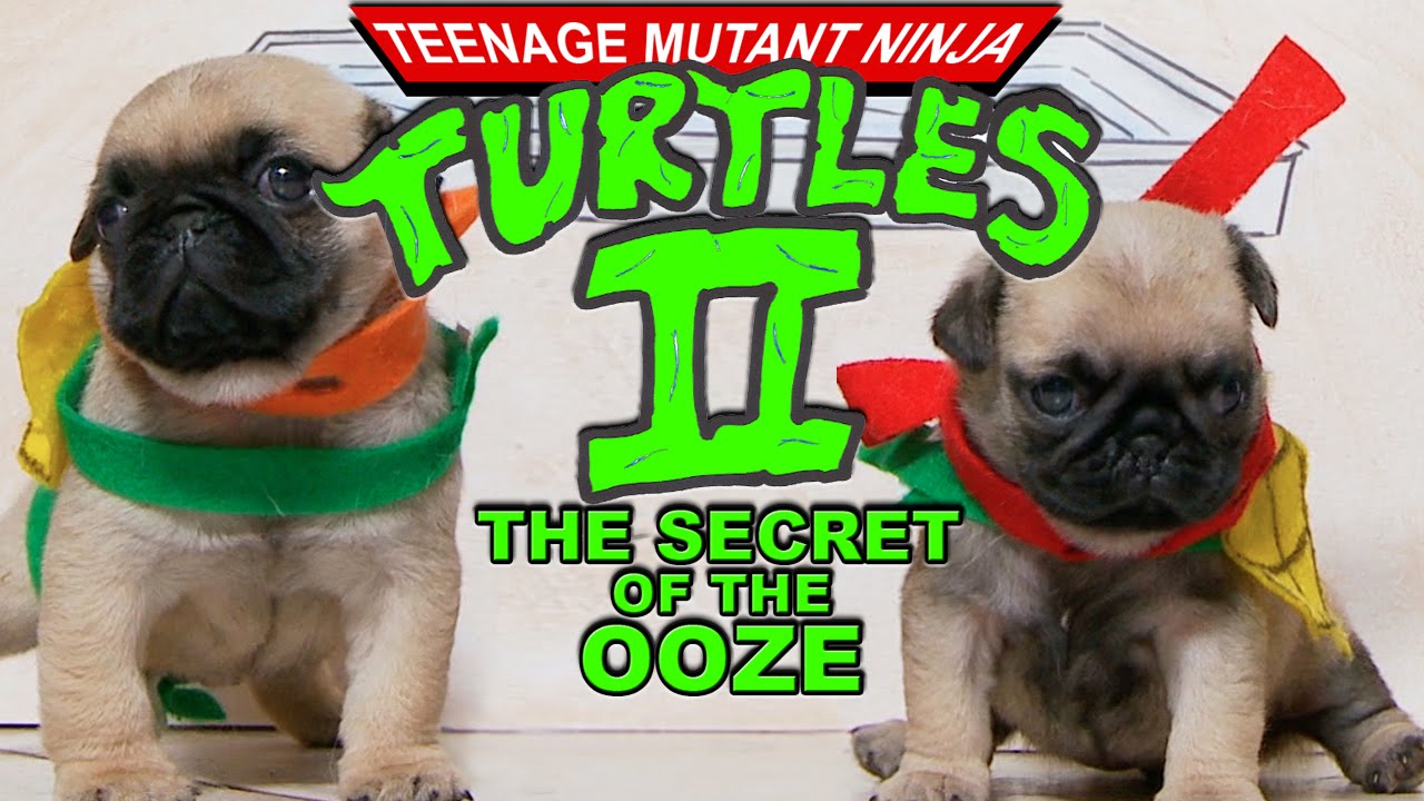 Ninja Turtles 2 (Pug Puppy Version)