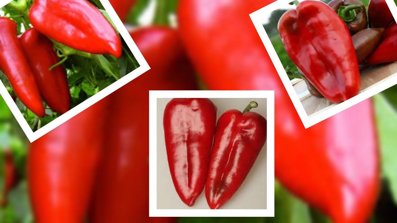 OVO SU NAJBOLJE SORTE PAPRIKA ZA AJVAR