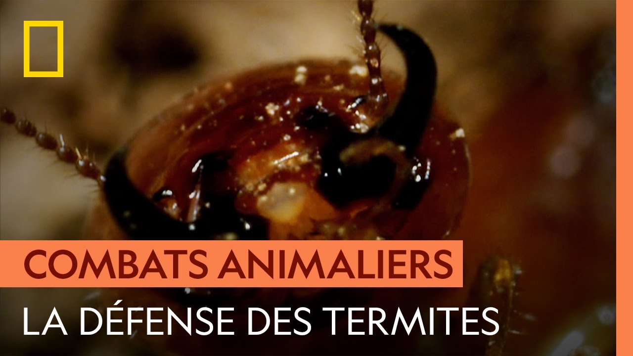 Une armée de termites tente de repousser l'assaut des fourmis légionnaires