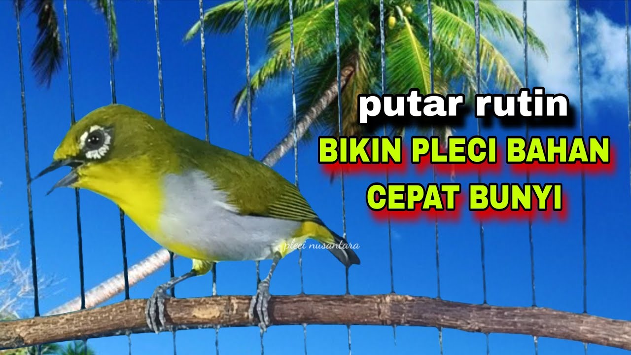 Wiksar‼️Pleci Ngeriwik Kasar Bikin Pleci Bahan Cepat Bunyi