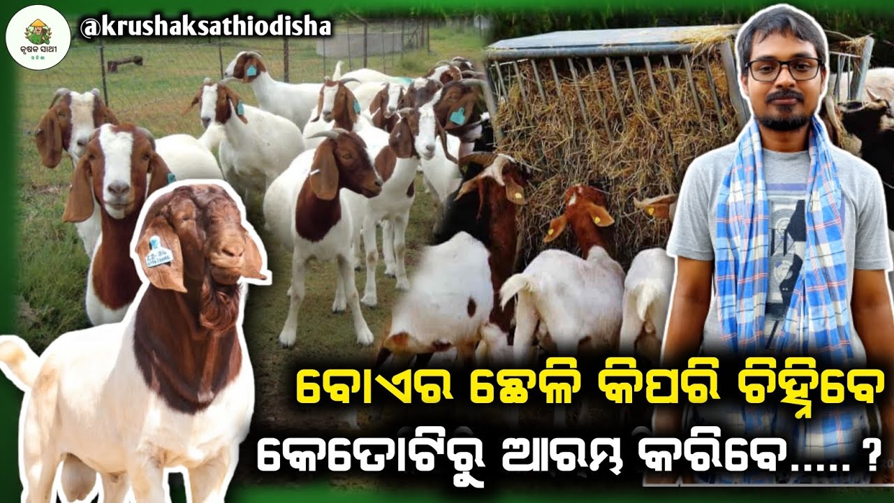 ବୋଏର ଛେଳି ପାଳନ|Boer Goat Farming in Odisha|How to identity boer goat