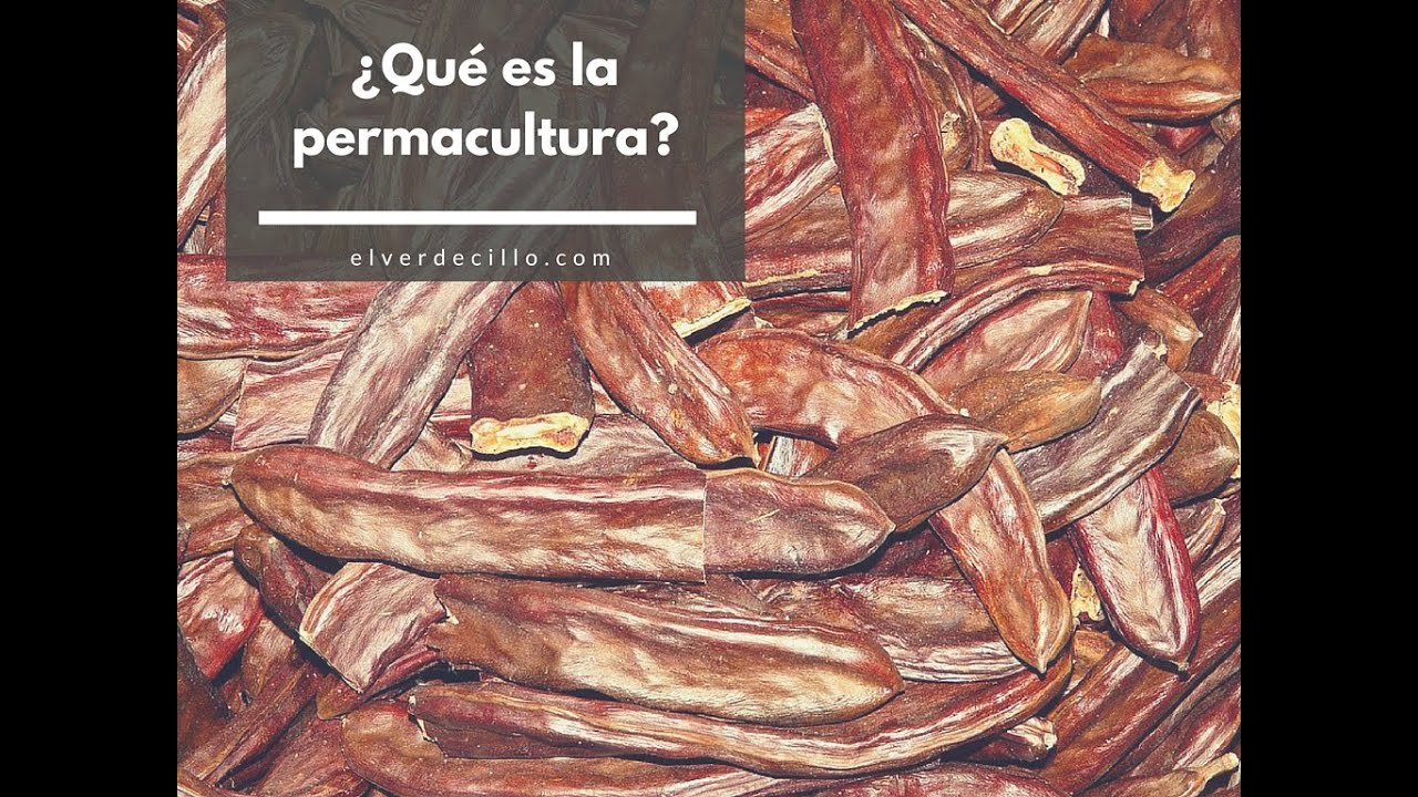 Bosque de Alimentos Mediterráneo (III) Algarrobo