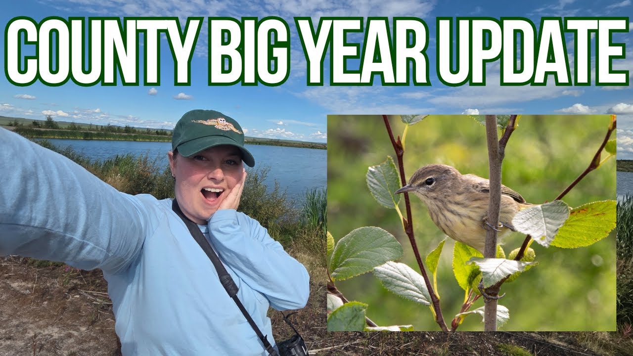 TWO LIFERS - Fall Migration has begun! County Big Year
