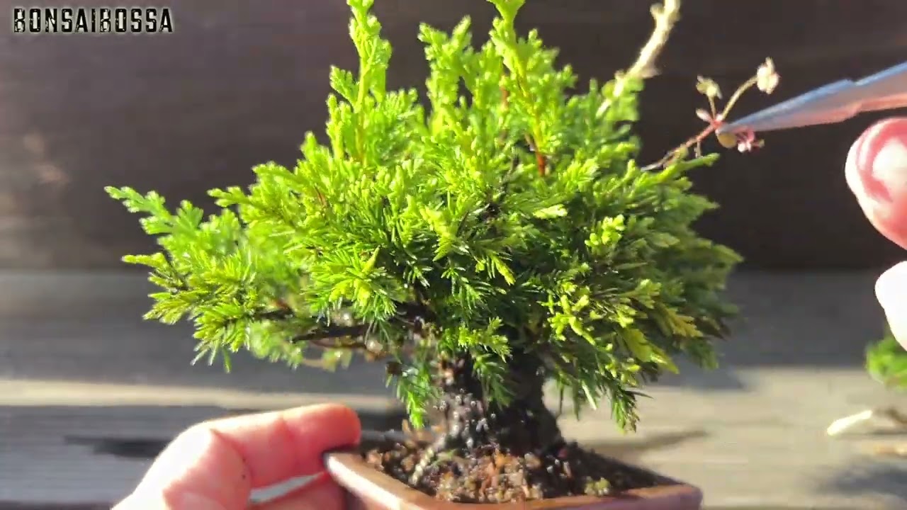 【SNP】杉葉と本葉の比率 #盆栽 #bonsai