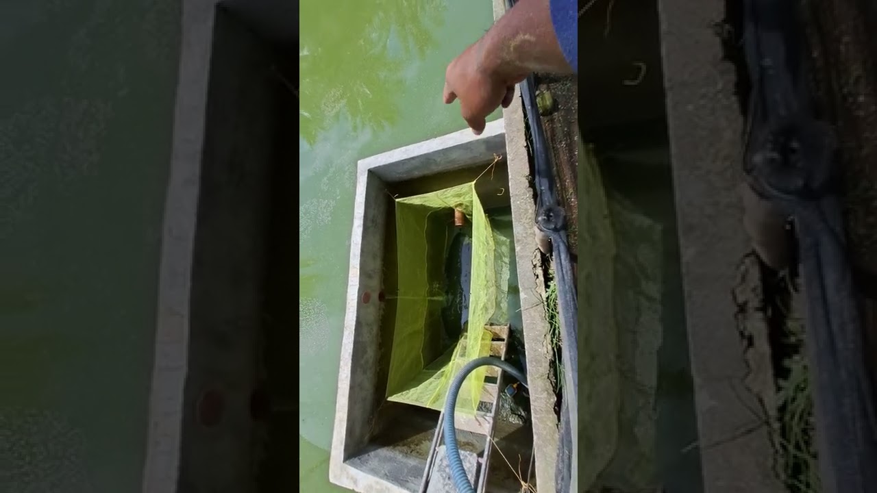 Catch Basin Set Up for Harvesting Catfish Fingerlings