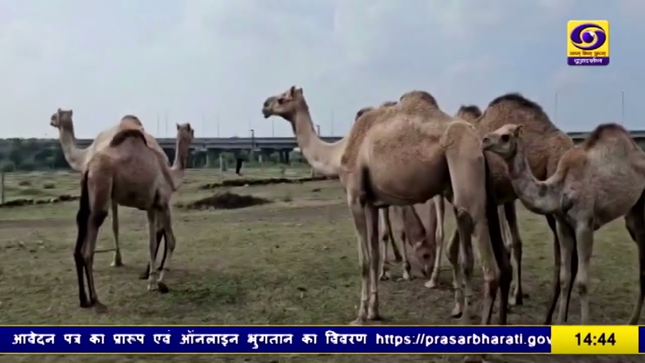 Jhalawar झालरापाटन में शुरू हुआ चंद्रभागा पशु मेला 2025 | Jhalawar Chandrabhaga Cattle Fair