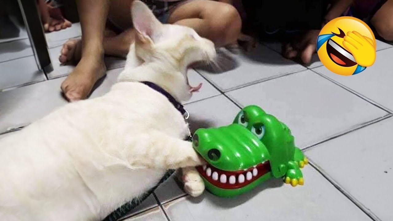Intenta no reírte 😅 Los perros y gatos más divertidos del 2026 😹🐶 Parte 3
