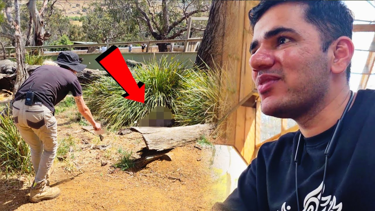 This Animal is more Famous  the Australian KANGAROOS 
