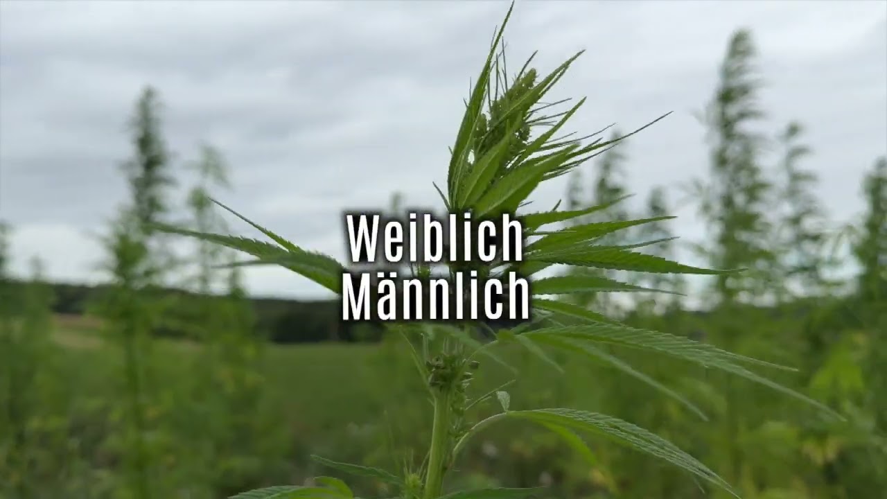 HANFANBAU 16 - Zwei Seiten einer Hanfpflanze
