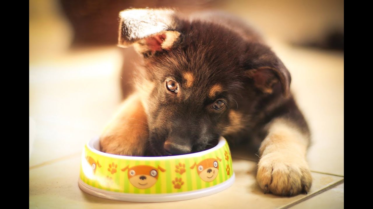 Citizen K9: German Shepherd Puppy Training from 6 weeks to 5 months