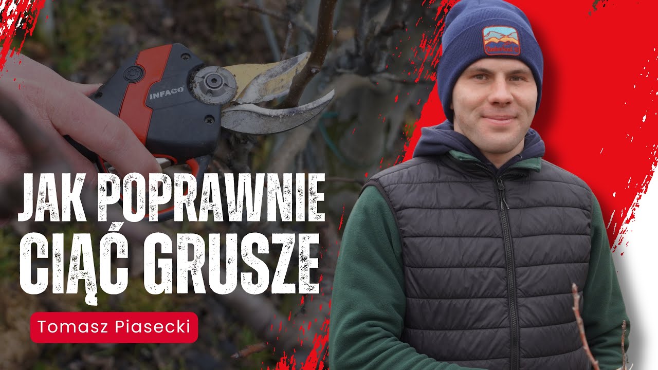 Pokaz cięcia gruszy. Jak Tomasz Piasecki tnie grusze, by osiągać plon 60 ton z hektara!