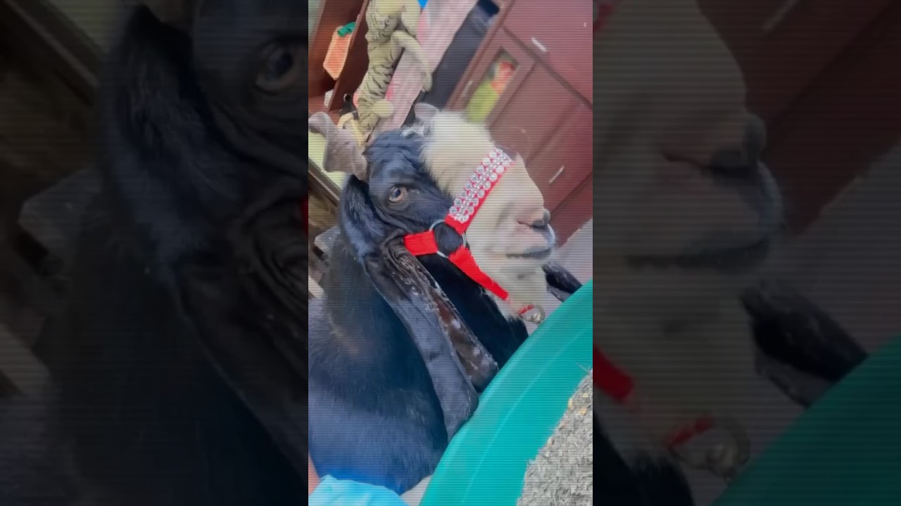 Mirza 3 Masha Allah For Bakra Eid 2023 - #bakra #viral #share #bakraeidspecial #bakraeid2023 #goat