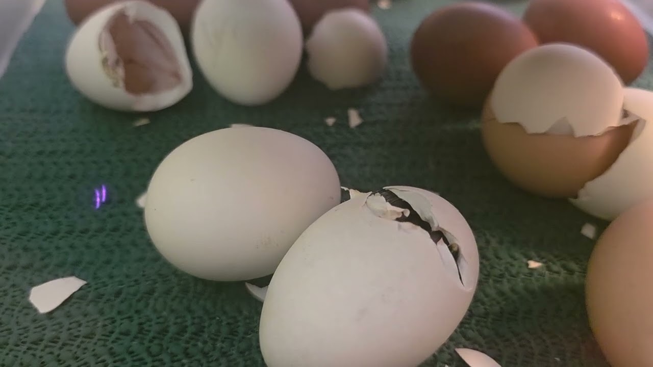 Chicken Babies Hatching out               Bielefelder Rooster Over Zombie Hen..
