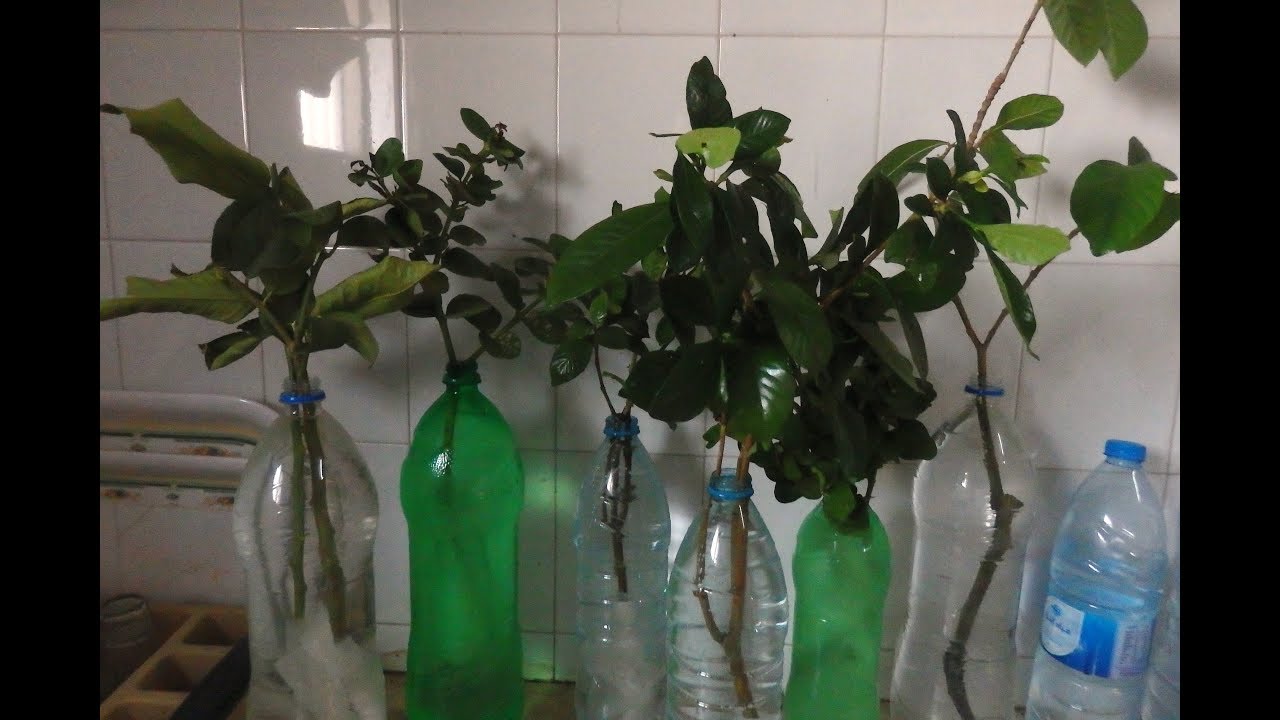 تجذير العقل بالهرمون نبات القاردنيا في اي وقت في السنة من قناة افكار المدهشة