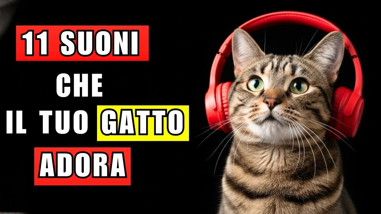 11 suoni che il tuo gatto ama