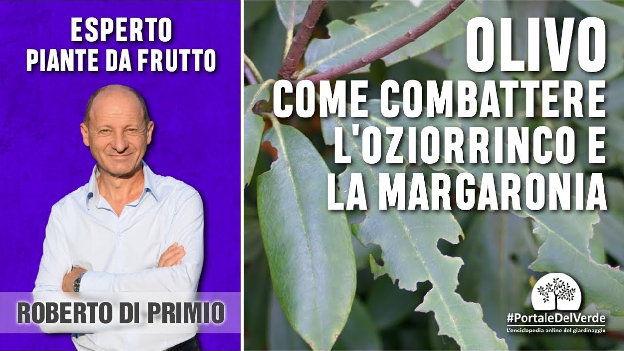Come combattere l'oziorrinco e la margaronia dell'olivo