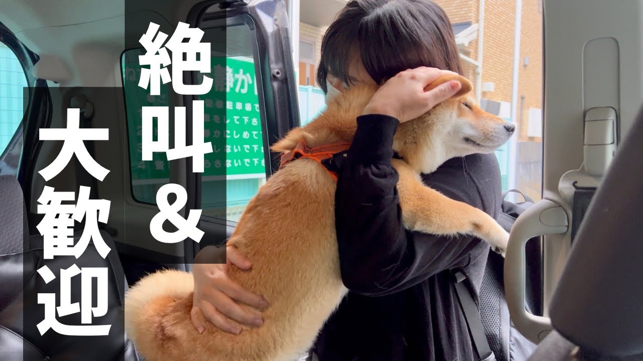 ママの1年ぶりの美容室帰りを大歓迎してくれた柴犬達