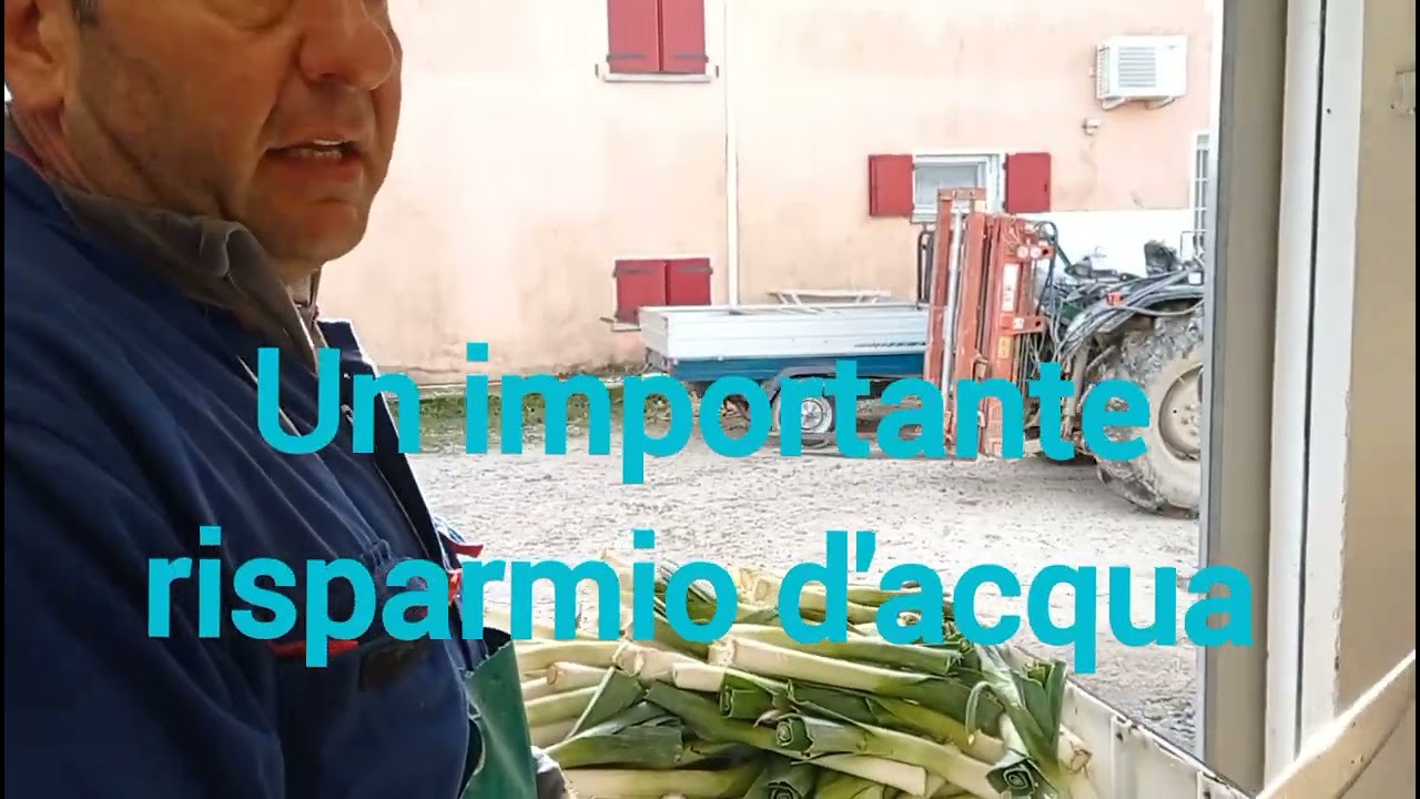 BIBIONE. La raccolta del porro