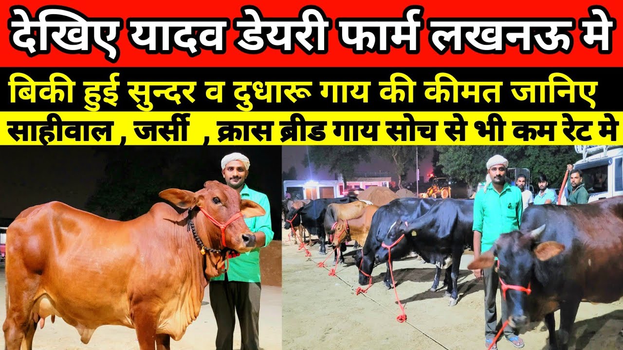 देखिए यादव डेयरी फार्म से बीकी हुई सुन्दर व दुधारू गाय की कीमत जानिए || yadav dairy farm gosainganj
